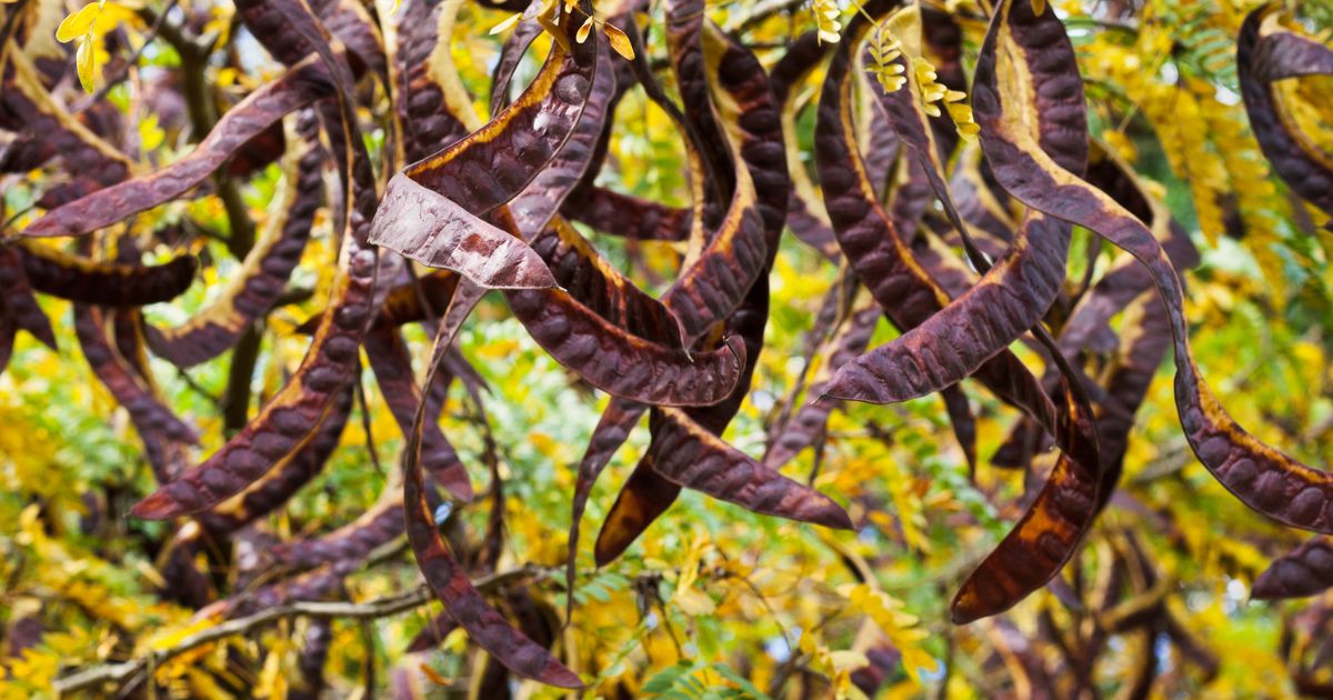 Wattleseed: An Ancient Ingredient Revitalised for Modern Cuisine